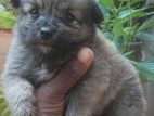Pomeranian Puppy