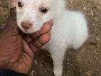 Lion Pomanerian Puppy