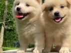 Pomeranian (Lion Pomeranian)Puppies