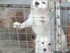 Pomeranian Male and Female Dog With Cage