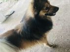 Pomeranian Male