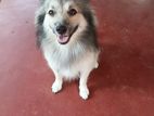 Pomeranian Male Dog for Crossing