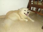 Pomeranian Male Dog for Crossing