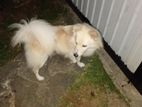 Pomeranian Male Dog for Crossing Free