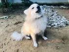 Pomeranian Male Dog