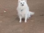 Pomeranian Male for Crossing