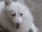 Pomeranian Male Dog for Crossing