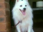 Pomeranian Male for Crossing