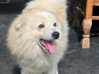 Pomeranian Male for Crossing