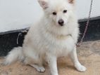 Pomeranian Male for Crossing