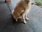 Pomeranian Male