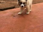 Pomeranian Male Puppy