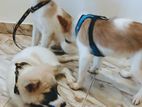 Pomeranian male puppies