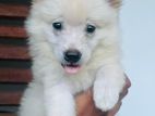 Pomeranian Male Puppy