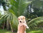Pomeranian Mix Puppy