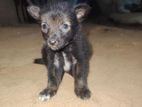 Pomeranian Mix Normal Dog