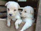 Pomeranian Mix Puppies