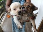 Pomeranian Mix Puppies