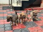 Pomeranian Mixed Breed Puppies
