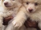 Pomeranian Puppy
