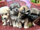 Pomeranian Puppys