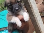 Pomeranian Papy