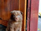 Pomeranian Puppies - 45 Days Old