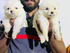 Pomeranian Puppies