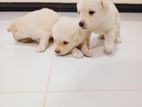 Pomeranian Puppies