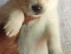 Pomeranian puppies