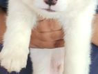 Pomeranian Puppies