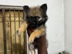 Pomeranian Puppies