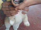 Pomeranian puppies