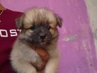 Pomeranian Puppies