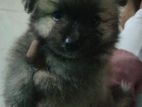 Pomeranian Puppies