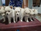 Pomeranian Puppies