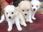 Pomeranian Puppies