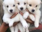 Pomeranian Puppies