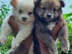 Pomeranian Puppies