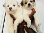 Pomeranian Puppies