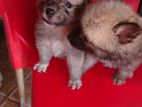 Pomeranian Puppies