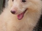 Pomeranian Puppies