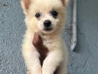 Pomeranian Puppies