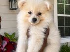 Pomeranian Puppies