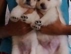 Pomeranian Puppies