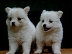 Pomeranian Puppies