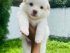 Pomeranian Puppies