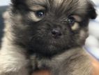 Pomeranian Puppies