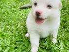Pomeranian Puppy