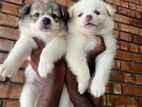 Pomeranian Puppies